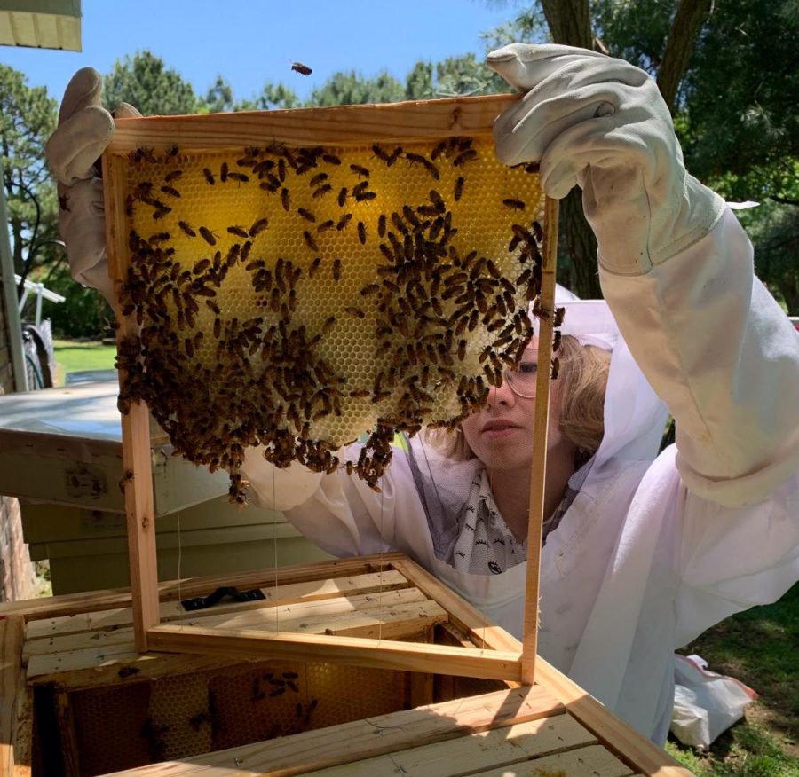 Student raises bees in backyard, potentially wins $1000