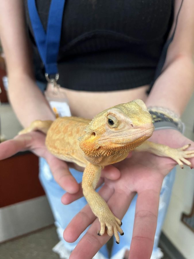 Cheeto%2C+a+bearded+dragon%2C+provides+emotional+support+to+sophomore+Elizabeth+Love.+